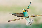 Canneto sull'Oglio, Mantova, Lombardy, Italy The bee-eater Merops Merops Linnaeus, 1758  is photographed while resting a branch