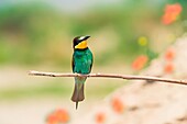 Canneto sull'Oglio, Mantova, Lombardy, Italy The bee-eater Merops Merops Linnaeus, 1758  is photographed while resting a branch, In the background, out of focus, you see poppies