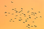 Lake Bogoria, Kenya, Africa Taking a group of flamingos in flight