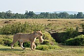 Masai Mara Park, Kenya, Africa Lioness with cub in mouth photographed in the Masai mara