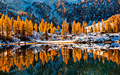 San Giuliano Lake, Caderzone, Trentino Alto Adige, Italy The autumn colors of the trees are reflected in the lake of San Giuliano