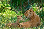 Masai Mara Park, Kenya, Africa A lioness with her cub photographed in the park of Masai Mara