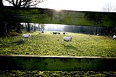 Backlit of a rural field seen through a wooden fence with a herd of lambs on the other side and some looking at the camera. Conistone Skipton, North Yorkshire, England, UK.