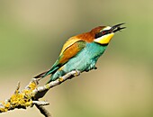 Bee eater (Merops apiaster) at Majorca, Balearic Islands, Spain