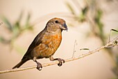 Red crossbill (Loxia curvirostra) on a branch, Majorca, Balearic Islands, Spain