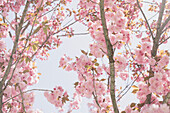 Low angle view of pink flowers growing on branches against sky