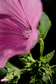 Close-up of pink hibiscus flower blooming against black background