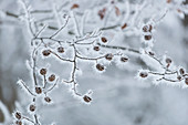 Close-up of frost covered plant pods and branches