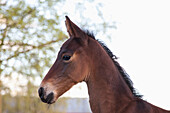 Side view of foal against sky