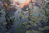 High angle view of lily pads in pond during sunset