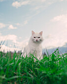 Portrait of white cat sitting on grassy field against sky