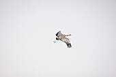 Low angle view of crane flying in clear sky