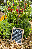 France, Ile-de-France, Paris (75), Garden festival in the Jardin des Tuileries, with designers, gardener professionals and nurserymen. 'Spirit of an eatable vegetable garden inspired by ecosystems' designed by MACHA.