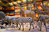 France. Paris 5th district. The Jardin des plantes (Garden of Plants). The Great Evolution Gallery. Zebras and giraffes