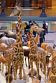 France. Paris 5th district. The Jardin des plantes (Garden of Plants). The Great Evolution Gallery. Giraffes