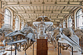 France. Paris 5th district. The Jardin des plantes (Garden of Plants). The Gallery of Anatomy. Cetacean skeletons