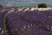 France, Drome, Provence, a lavender field sprinkled with white grass