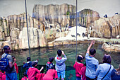 Canada. Province of Quebec. Montreal. District Hochelega-Maisonneuve (HoMa). The Biodome (zoo).The king penguins