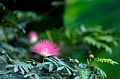 France, Paris. Vincennes. Vincennes Zoo. The Great greenhouse. Close-up on a Calliandra flower