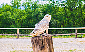 France, Lot, Rocamadour, The snowy owl