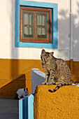 Cat, Chora, Patmos, Dodecanese, Greece