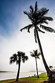 Palm trees in the morning mist at Ostego Bay, Fort Myers Beach, Florida, USA