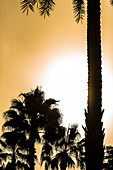 Silhouette von Palmen nach dem Sonnenaufgang im Gegenlicht, Fort Myers Beach, Florida, USA