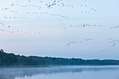 Kranich, Kraniche, Kranicheinflug am Abend, Kranichbeobachtungsstation in Federow am Rederangsee, Müritz-Nationalpark, Mecklenburgische Seen, Mecklenburgisches Seenland, Federow, Mecklenburg-Vorpommern, Deutschland, Europa