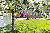 Frühling, blühende Apfelbäume im Freilichtmuseum Mueß, Landeshauptstadt, Schwerin, Mecklenburgische Seen, Mecklenburgisches Seenland, Mecklenburg-Vorpommern, Deutschland, Europa