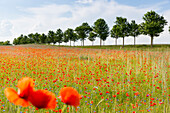 poppy flowers, meadow, alley, near Vipperow, Mecklenburg lakes, Mecklenburg lake district, Mecklenburg-West Pomerania, Germany, Europe