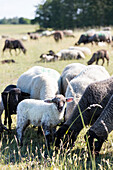 Hullerbusch, sheep, between Feldberg, Wittenhagen and Carwitz, Feldberg, Mecklenburg lakes, Mecklenburg lake district, Mecklenburg-West Pomerania, Germany, Europe