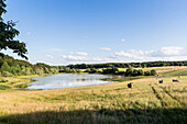 Sprockfitz lake, cows, lake, Meadows, Mecklenburg lakes, Mecklenburg lake district, Feldberg, Mecklenburg-West Pomerania, Germany, Europe