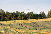 brants on a field, landscape at Rittermannshagener lake, near lake Kummerow,  Mecklenburg lakes, Mecklenburg lake district, Mecklenburg-West Pomerania, Germany, Europe