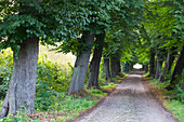 landscape, tree alley, morning light, Schaalsee, sunrise, Biosphere Reserve Schaalsee, Mecklenburg lake district, Stintenburg, Mecklenburg-West Pomerania, Germany, Europe
