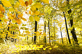 autumn hike from Goldenbaumer Mühle along the lake Mühlenteich until Jugendwaldheim Steinmühle, Müritz National Park, fall, Mecklenburg lakes, near Serrahn, Mecklenburg-West Pomerania, Germany, Europe