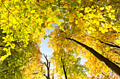 autumn hike from Goldenbaumer Mühle along the lake Mühlenteich until Jugendwaldheim Steinmühle, fall, Müritz National Park, Mecklenburg lakes, near Serrahn, Mecklenburg-West Pomerania, Germany, Europe