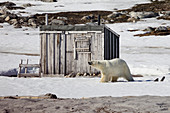 Polar bear on island Phippsøya, Spitzbergen, Svalbard