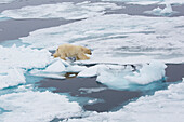 Polar bear on pack-ice, drift-ice Ice edge north of Spitzbergen, Svalbard at 81°23,0N, 021°56,2E