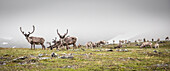 Reindeer on the tundra, Lapland, Sweden.