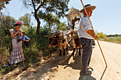Boyero, Simpecado cart, El Rocio pilgrimage, Pentecost festivity, Huelva province, Sevilla province, Andalucia, Spain, Europe