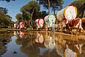 caravan of ox carts and water reflection, El Rocio, pilgrimage, Pentecost festivity, Huelva province, Sevilla province, Andalucia, Spain, Europe