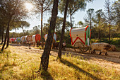 Karawane der Ochsenkarren, El Rocio, Wallfahrt nach El Rocio, Fest, Pfingsten, Provinz Huelva, Provinz Sevilla, Andalusien, Spanien, Europa