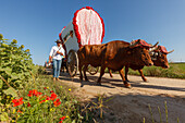caravan of ox carts, El Rocio, pilgrimage, Pentecost festivity, Huelva province, Sevilla province, Andalucia, Spain, Europe