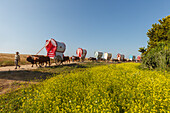 blooming meadow in Spring and caravan of ox carts, El Rocio, pilgrimage, Pentecost festivity, Huelva province, Sevilla province, Andalucia, Spain, Europe