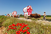 poppies and caravan of ox carts, El Rocio, pilgrimage, Pentecost festivity, Huelva province, Sevilla province, Andalucia, Spain, Europe