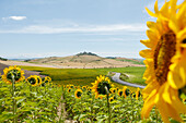 Sunflower field, Castillo de Fatetar, Castillo de Espera, near Arcos de la Frontera, Cadiz province, Andalucia, Spain, Europe