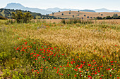 landscape with grain field, poppies and oak trees, El Bosque, near Arcos de la Frontera, Cadiz province, Andalucia, Spain, Europe