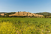 landscape with rapeseed field and oak trees, El Bosque, near Arcos de la Frontera, Cadiz province, Andalucia, Spain, Europe