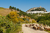 Flock of sheep, Zahara de la Sierra, pueblo blanco, white village, Sierra Margarita, near Ronda, Cadiz province, Andalucia, Spain, Europe