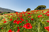 Felder mit blühendem Mohn, Mohnblüte, bei Montefrio, Provinz Granada, Andalusien, Spanien, Europa